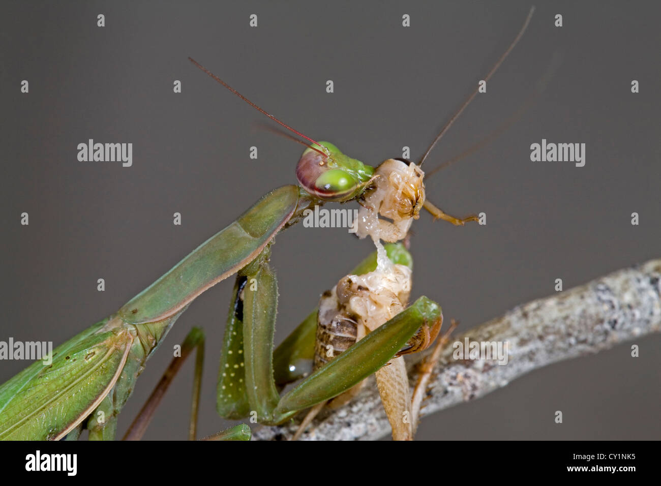 A praying mantis eating a cricket Stock Photo