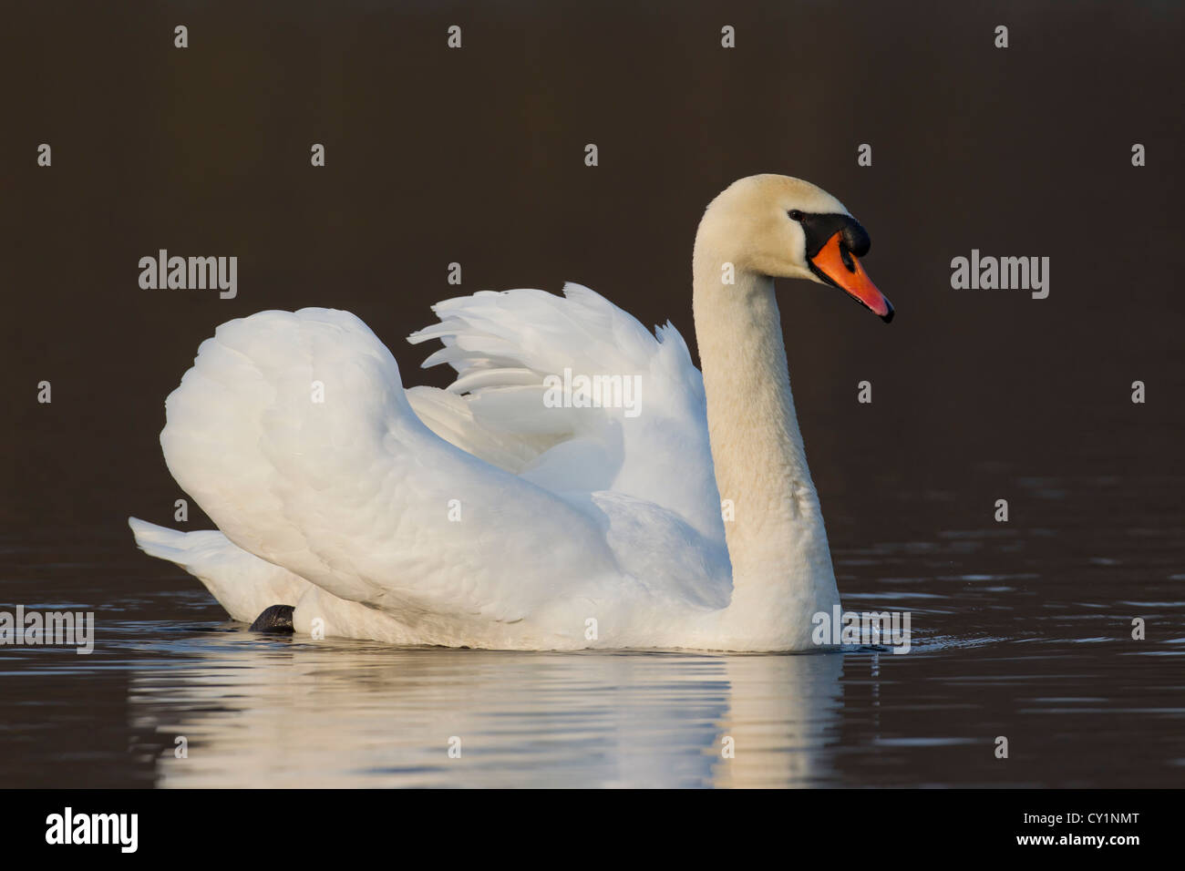 Mute swan (Cygnus olor) male swimming on lake and showing dominant aggressive posture, Germany Stock Photo