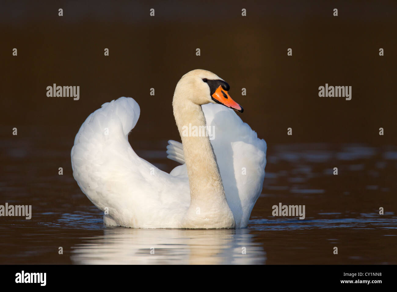 Mute swan (Cygnus olor) male swimming on lake and showing dominant aggressive posture, Germany Stock Photo
