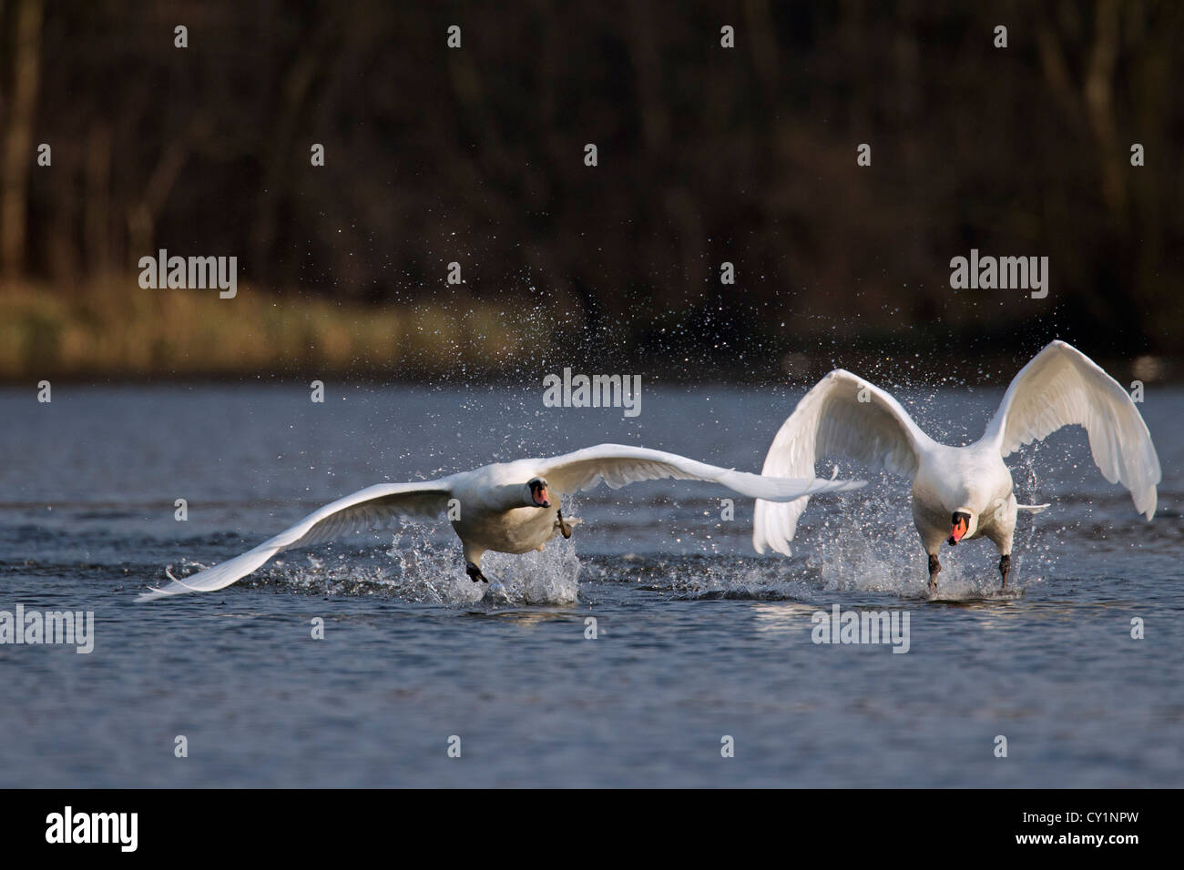 Territorial Mute swan (Cygnus olor) male chasing off competitor from