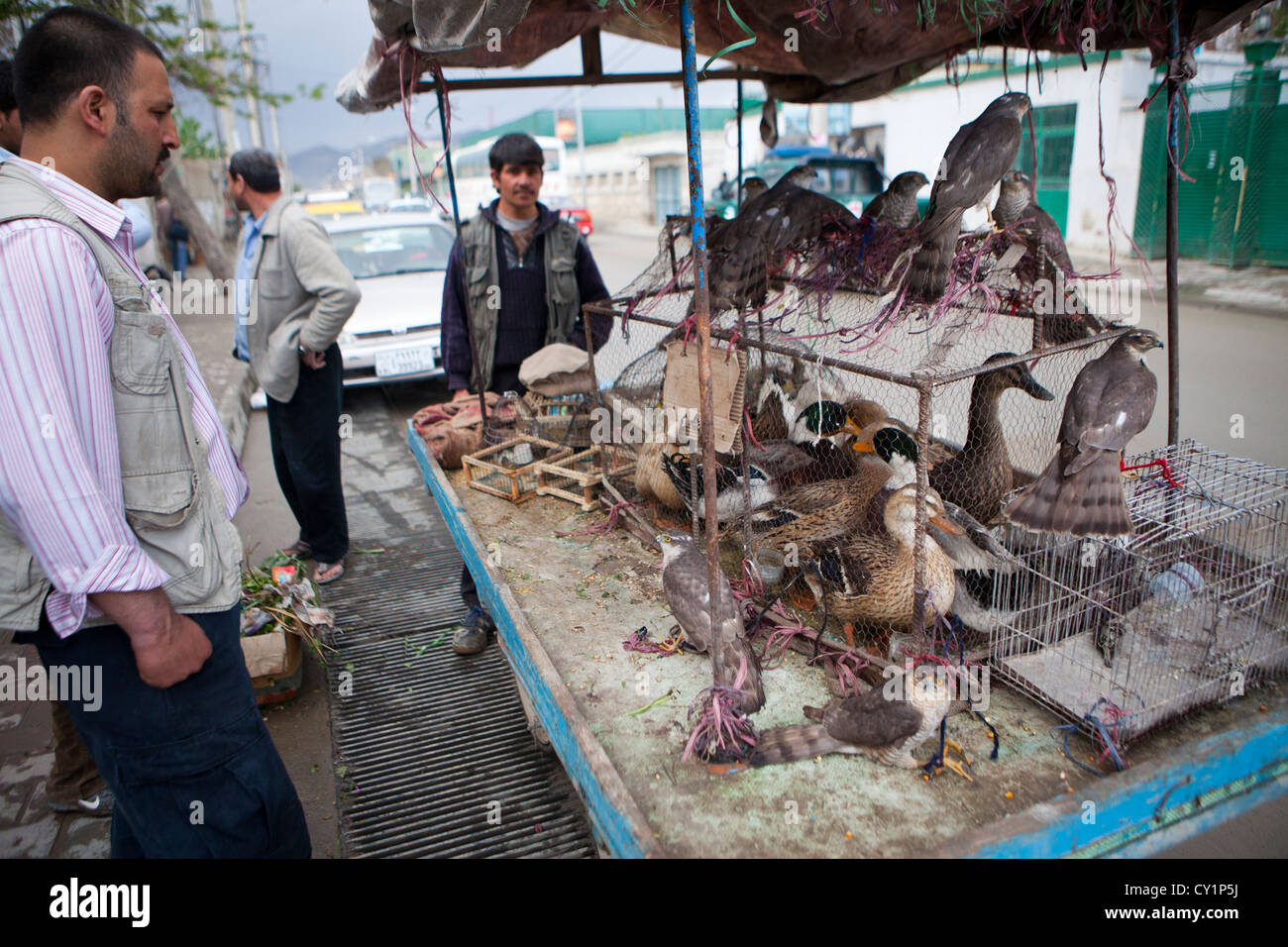 street vendor in kabul selling birds Stock Photo