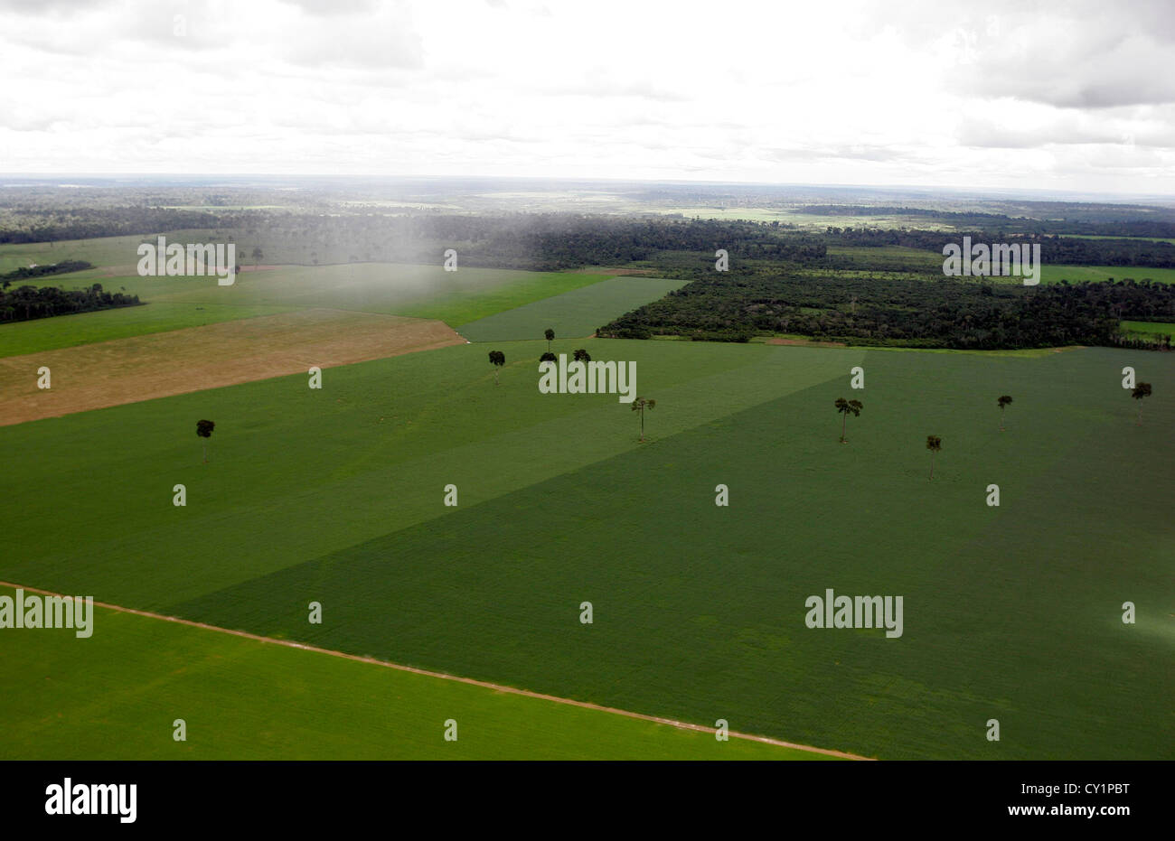 Soy plantation deforestation hi-res stock photography and images - Alamy