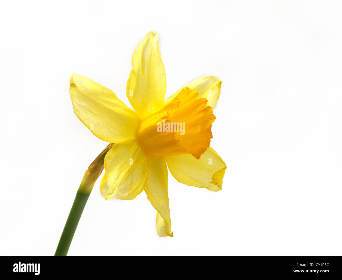 Daffodil Cut Out Stock Photo Alamy