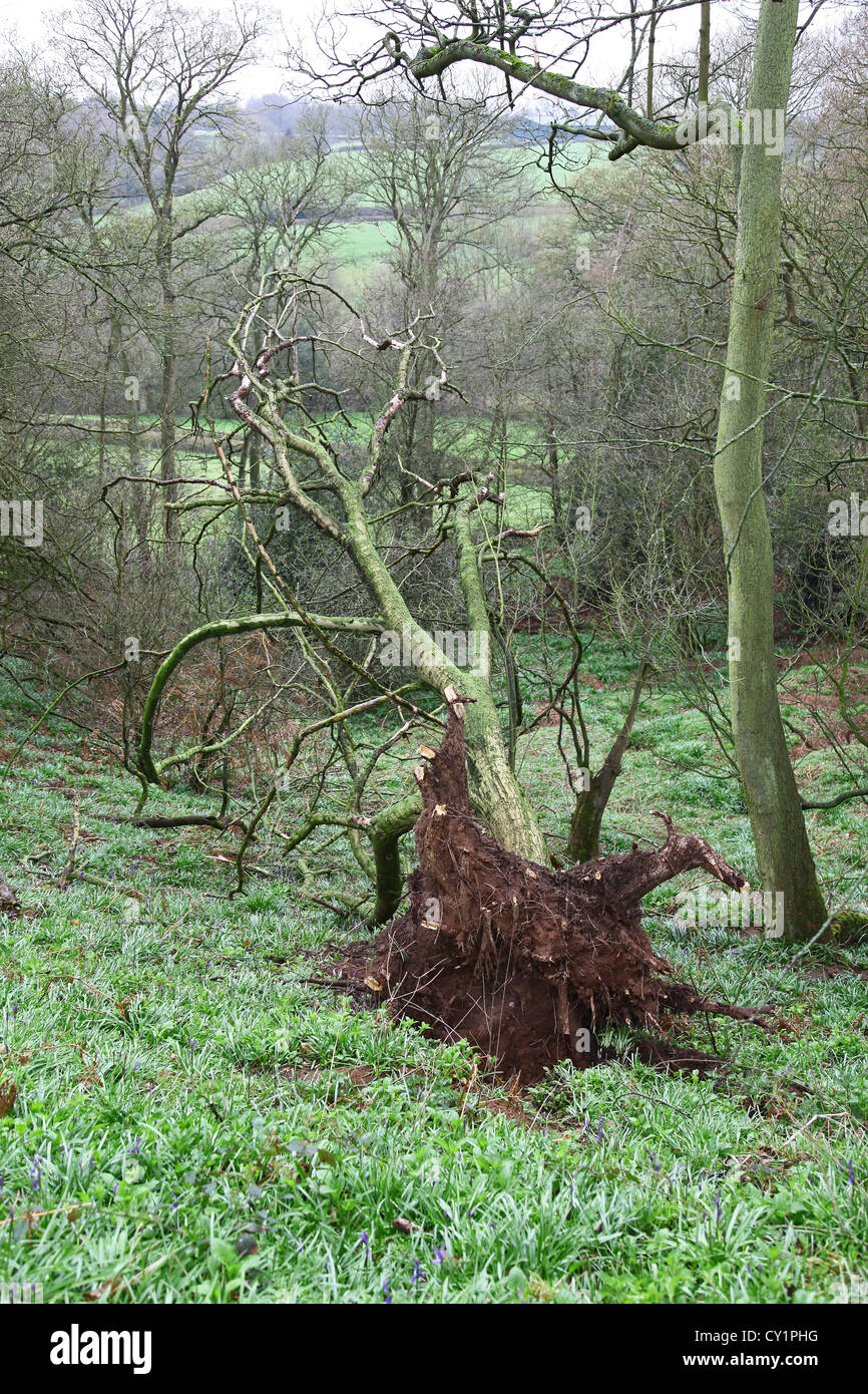 A tree that has been blown over in a storm showing its roots Stock