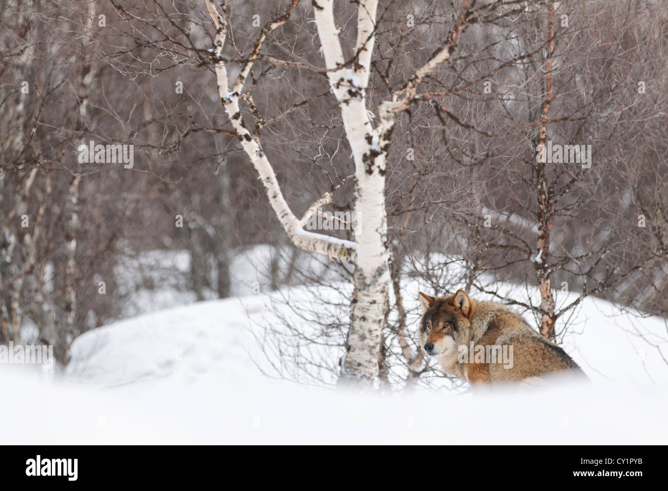 Captive european gray wolf (Canis lupus lupus), in Polar Zoo, Bardu, Norway, Europe Stock Photo