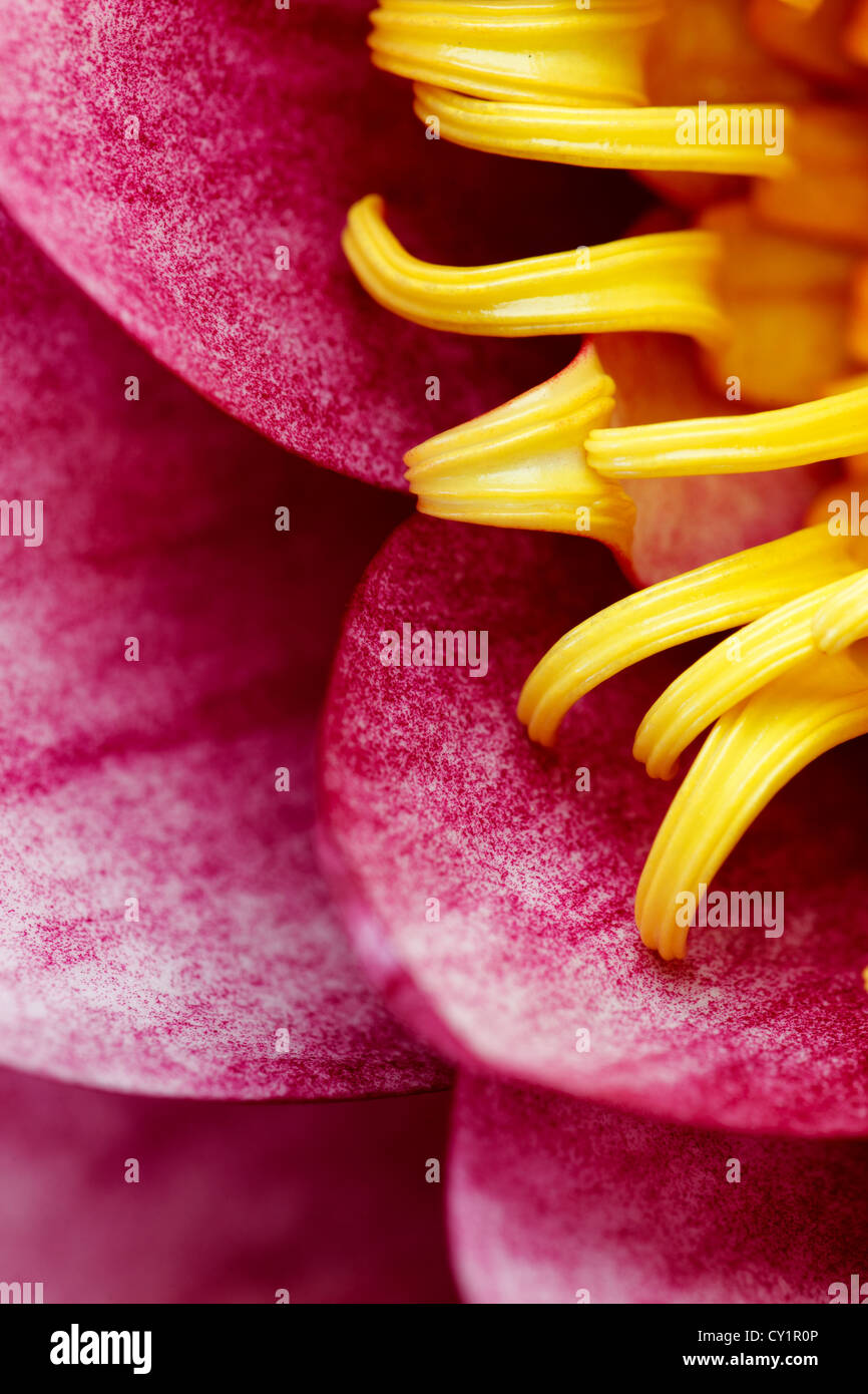 Water lily flower close up, Nymphaea sp, Nenufar Stock Photo