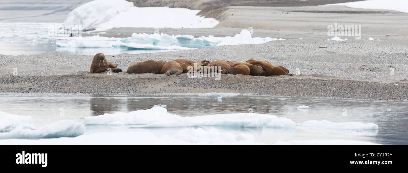 Pano of  Walrus (Odobenus rosmarus), Svalbard islands, Barents Sea, Artic, Norway, Europe Stock Photo
