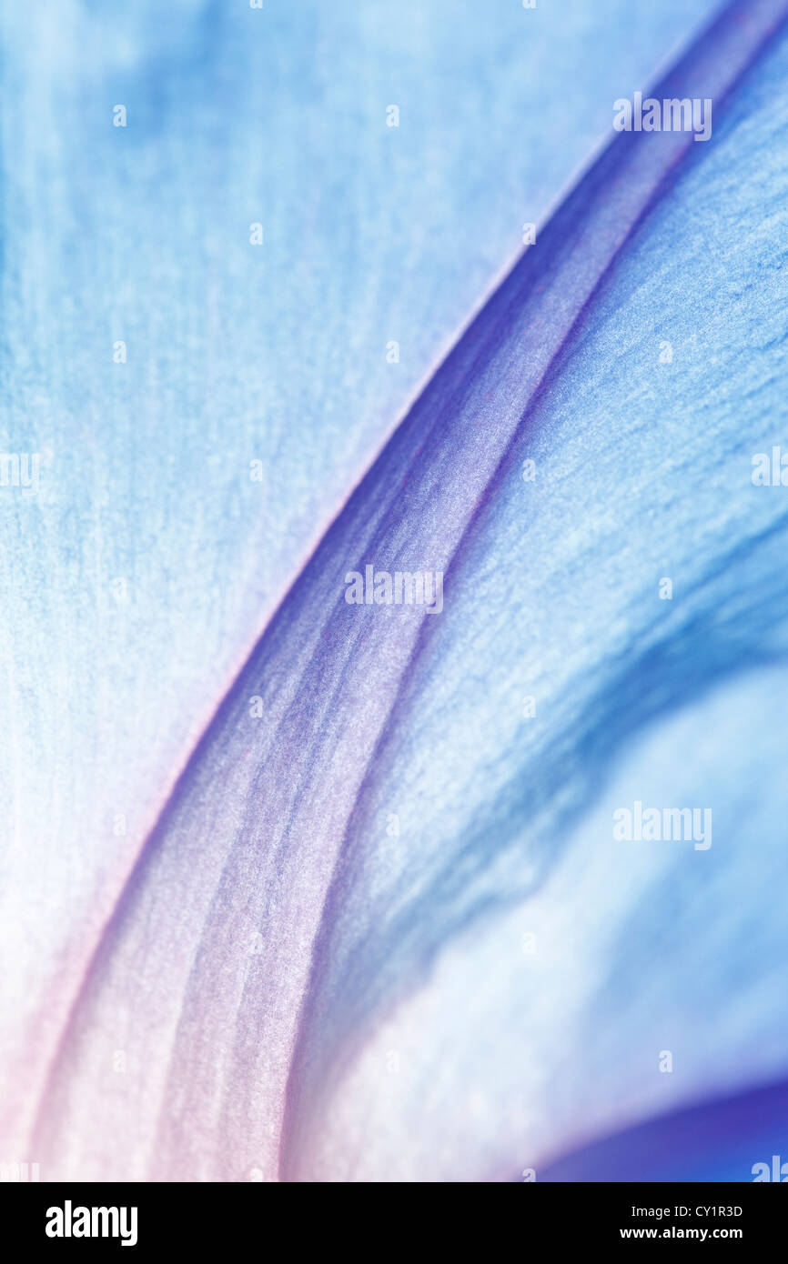 Morning Glory flower close up,  Ipomoea indica Stock Photo