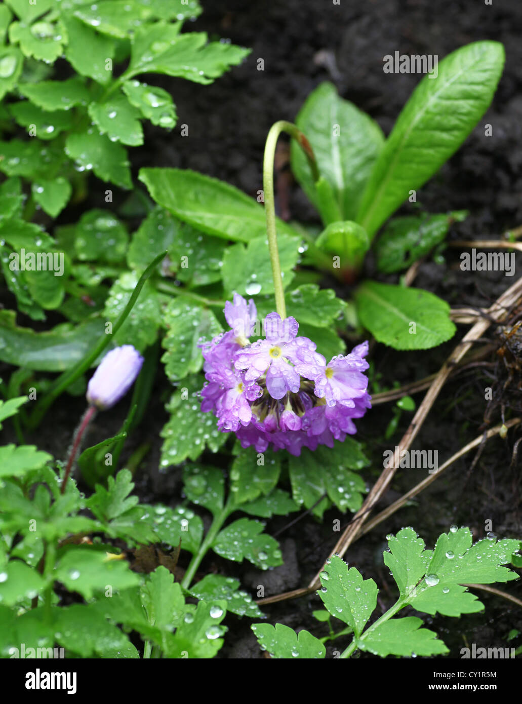 A purple Primula flower drooping because it is covered in rain drops Stock Photo