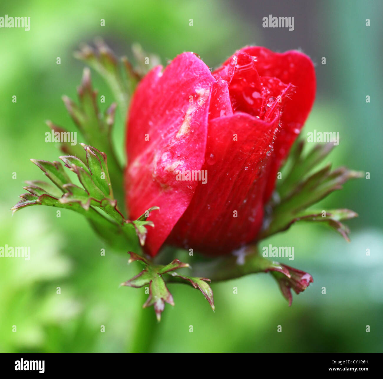 A red Anemone flower bud covered in rain drops Stock Photo