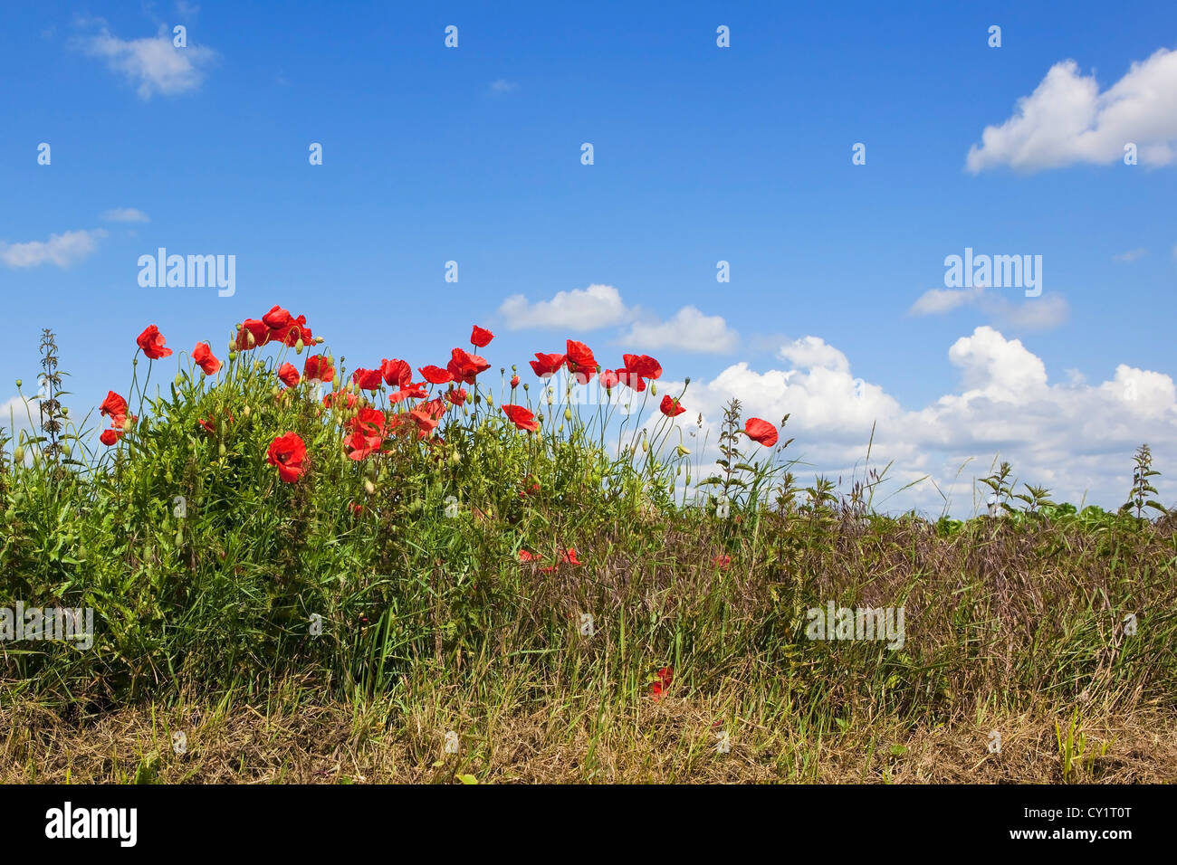 field poppies growing by a roadside under a blue sky Stock Photo - Alamy