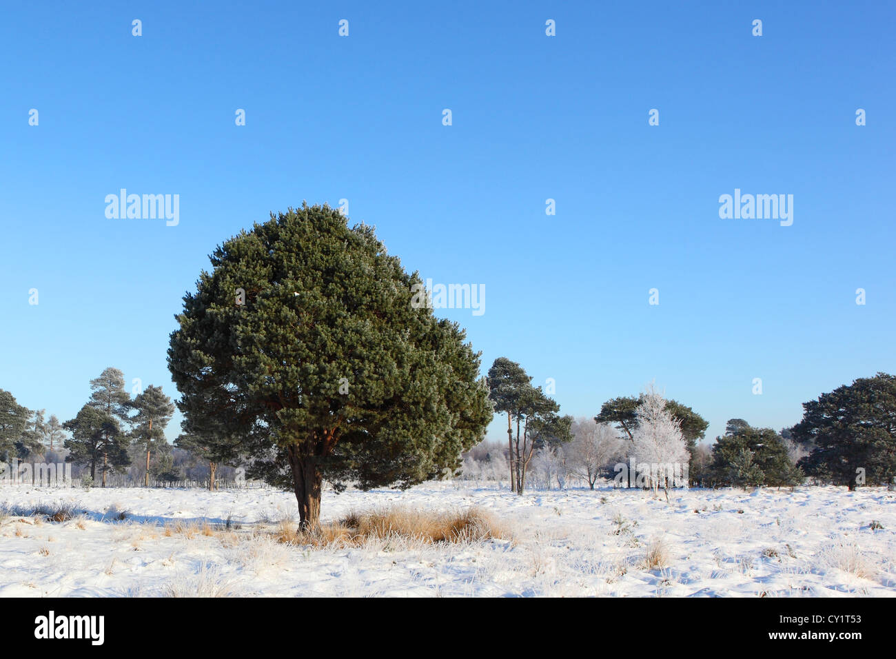 deep snow and frosted pine trees under a clear blue sky Stock Photo - Alamy
