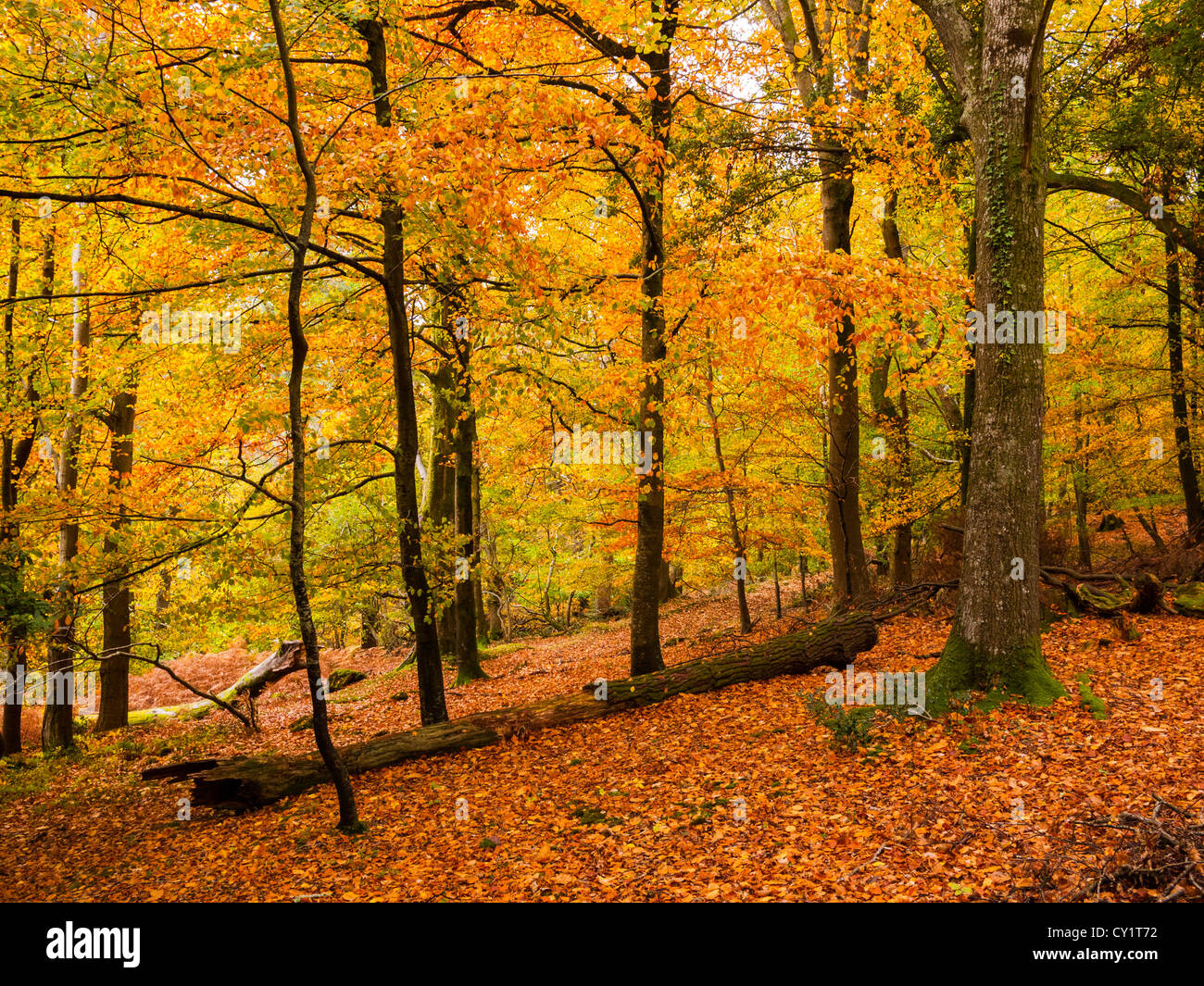 Beech trees in their full autumn colour at Horner Hill, Exmoor National