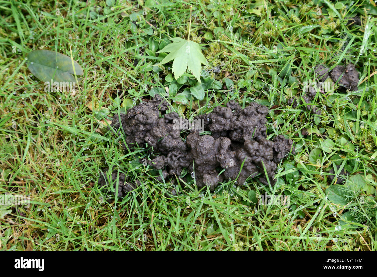 Worm Cast on Lawn England Stock Photo - Alamy