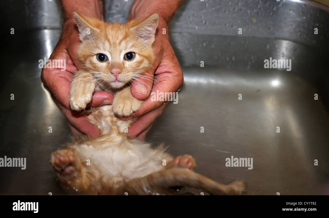 Ginger Kitten Being Deflead Washing Him In Sink Using Flea Shampoo