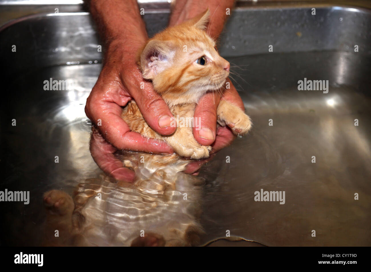 Ginger Kitten Being Deflead Washing Him In Sink Using Flea Shampoo