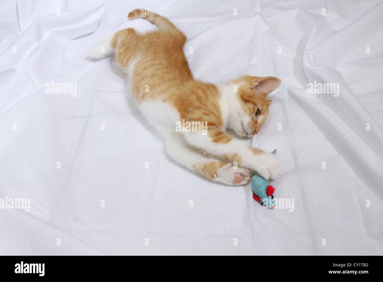 Ginger And White Kitten Playing With Toy Mouse Stock Photo