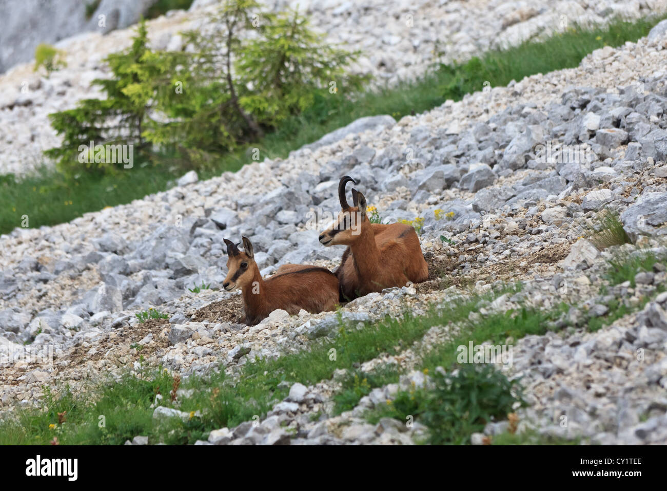 rocky mountain she-goat with a kid Stock Photo - Alamy