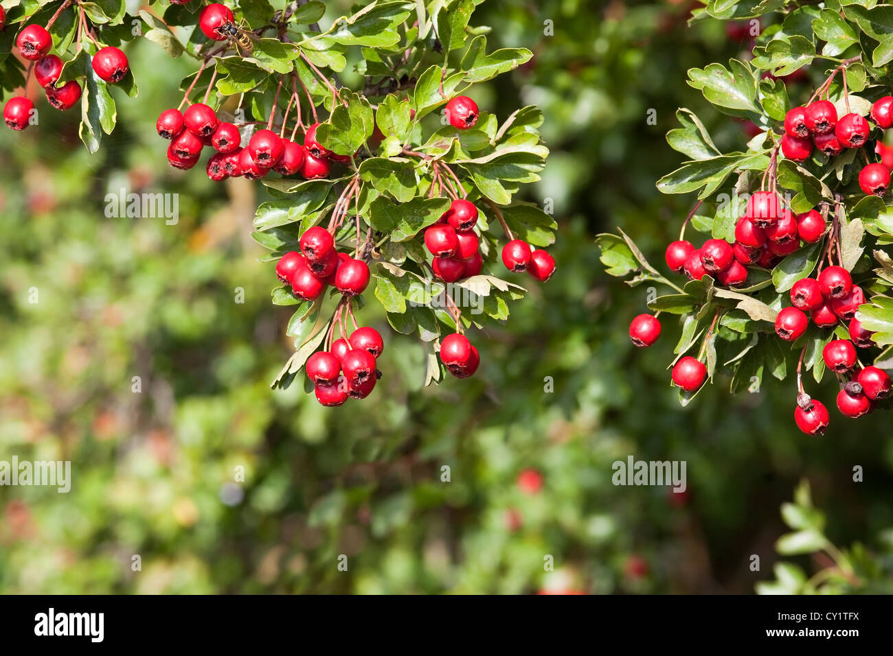 Hawthorn tree fall foliage hi-res stock photography and images - Alamy