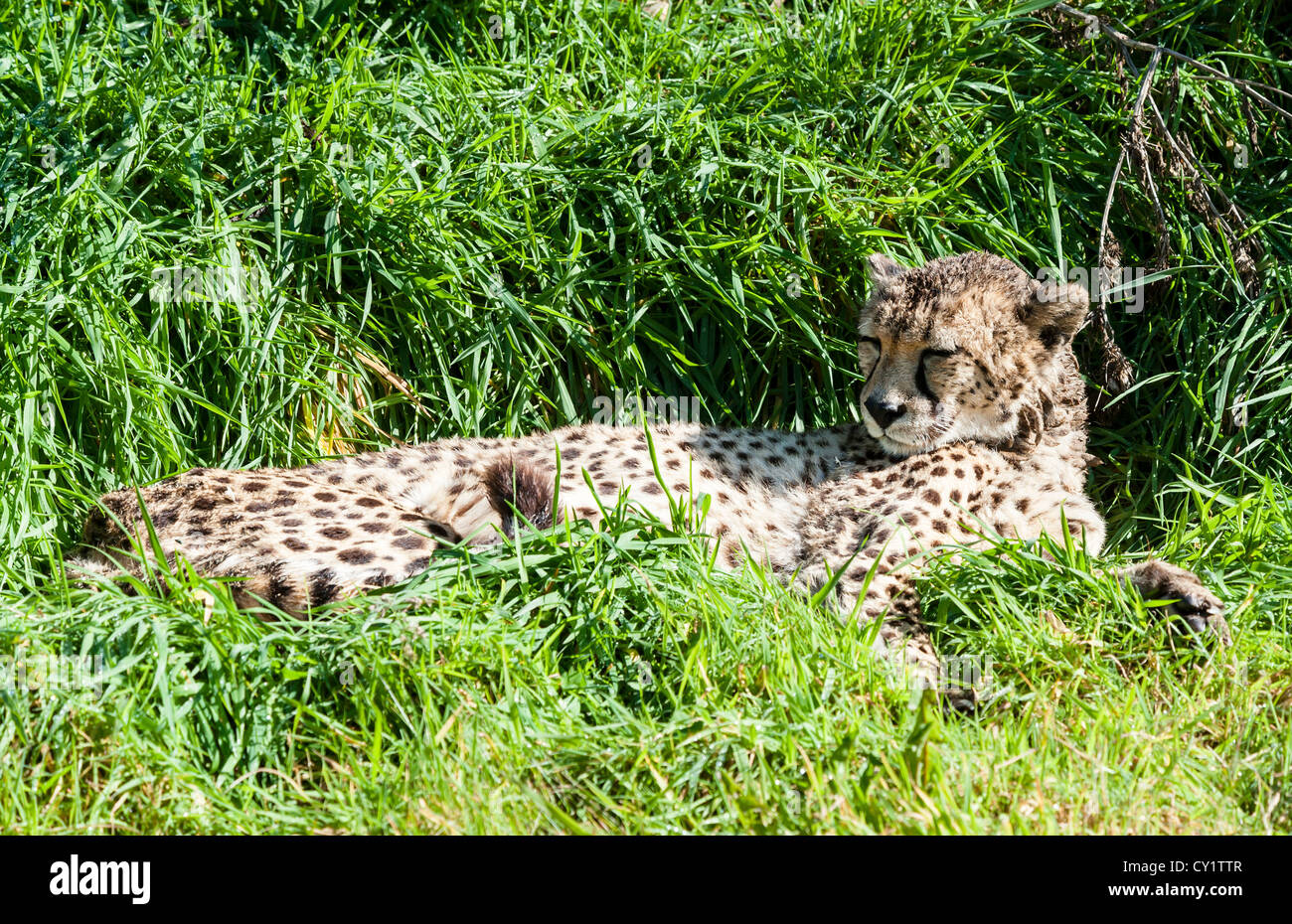Close up of a Southern Cheetah resting Stock Photo Alamy