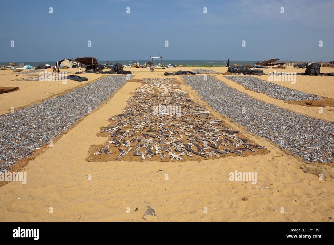 Negombo beach with fish drying on the sand Stock Photo