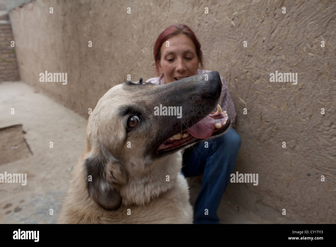 Nowzad is a kennel for street dogs in Kabul, run by louise haslie Stock Photo