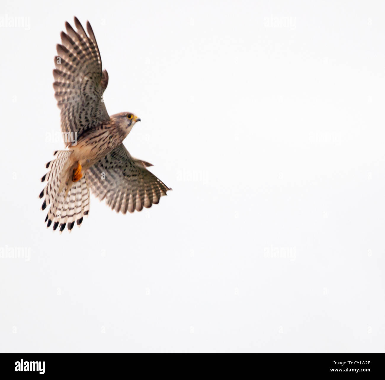Wild Female Kestrel, Falco tinnunculus in flight Stock Photo