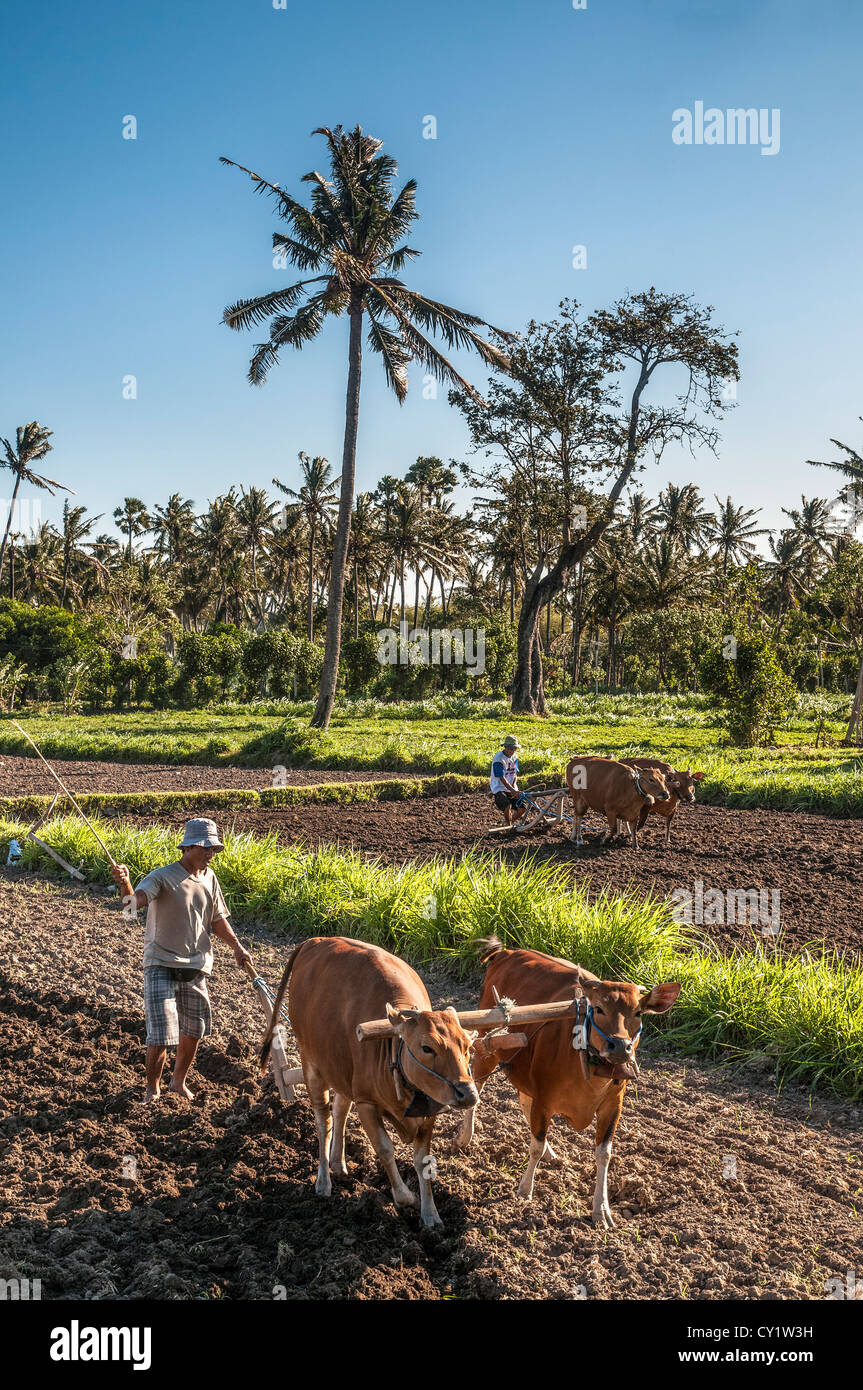 Plowing fields near Amed in Eastern Bali, Indonesia. Stock Photo
