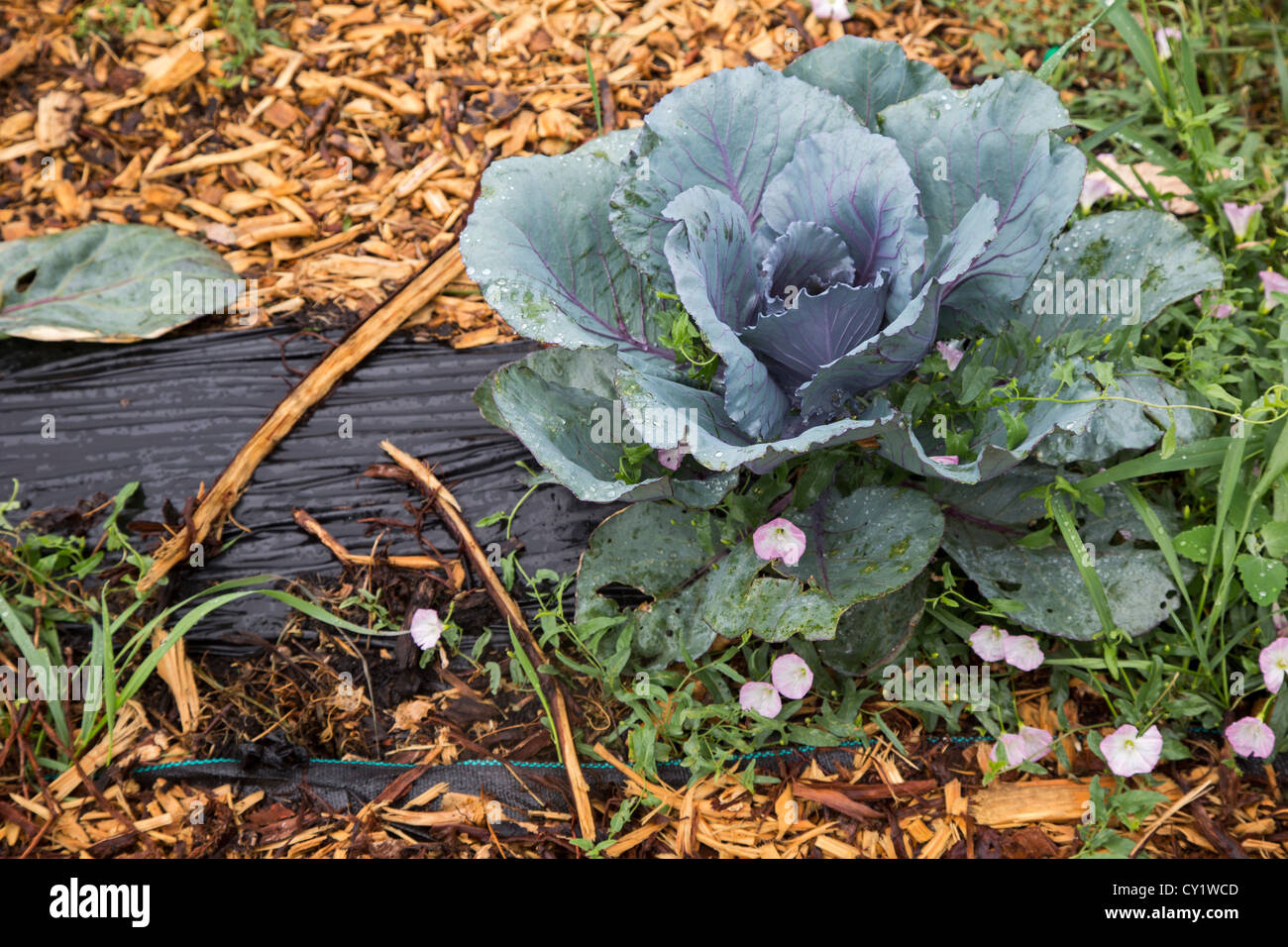 Detroit, Michigan Cabbage growing in a community garden Stock Photo