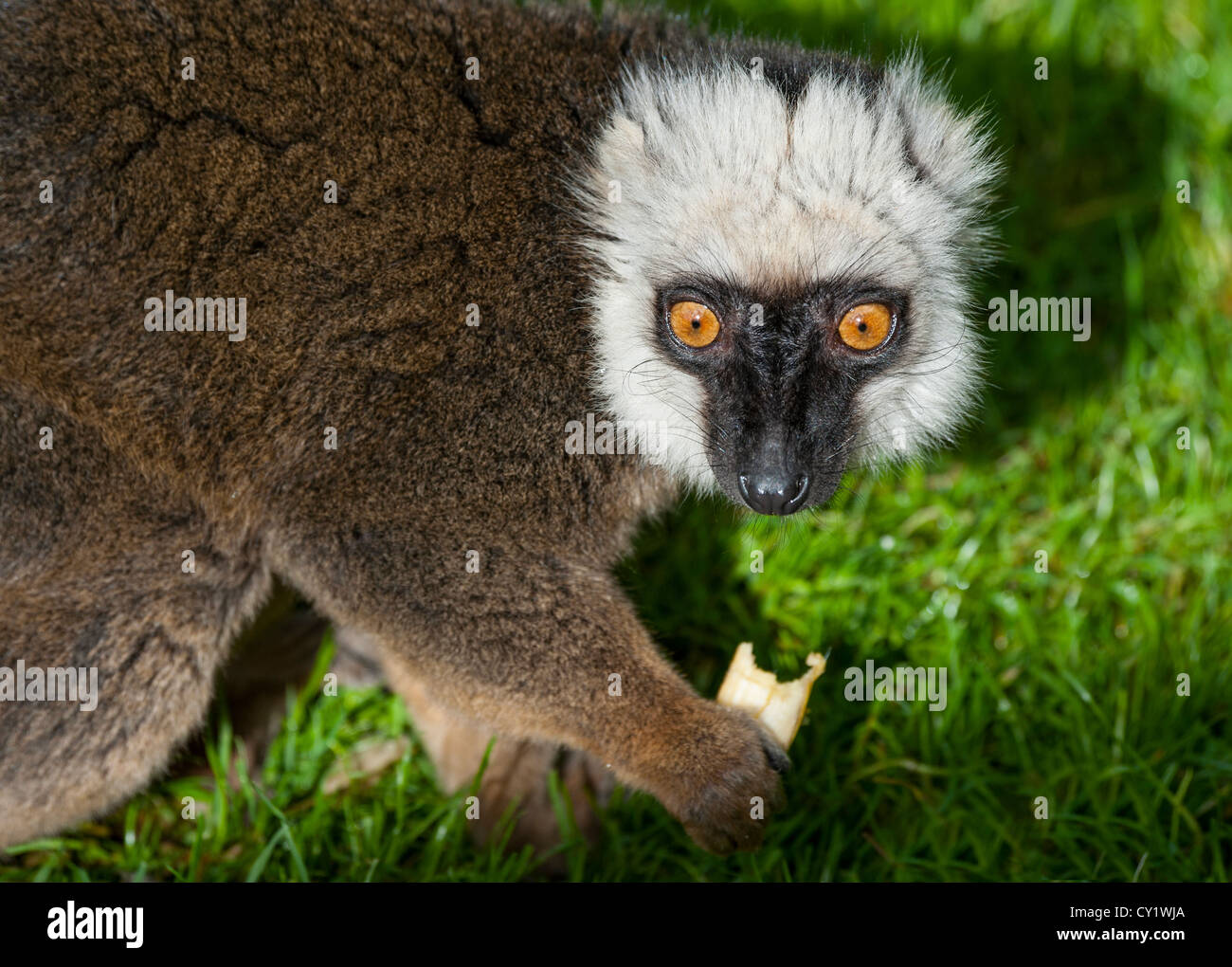 White Fronted Brown Lemur Stock Photo