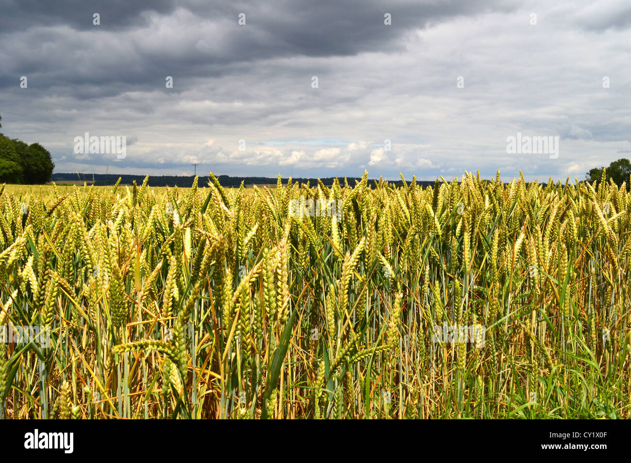 Corn Field nature, agricultural farming Stock Photo