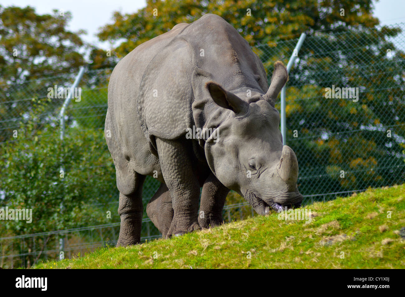 Rhino grazing in field Stock Photo
