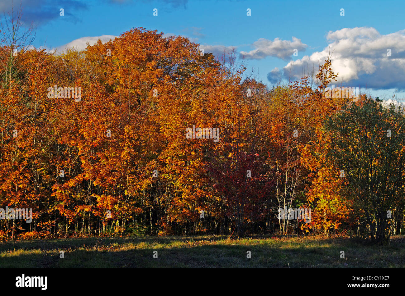 Autumn tree line hi-res stock photography and images - Alamy