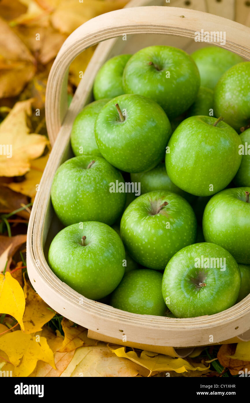 fresh green granny smith apples collected in a trug in autumn or fall Stock Photo