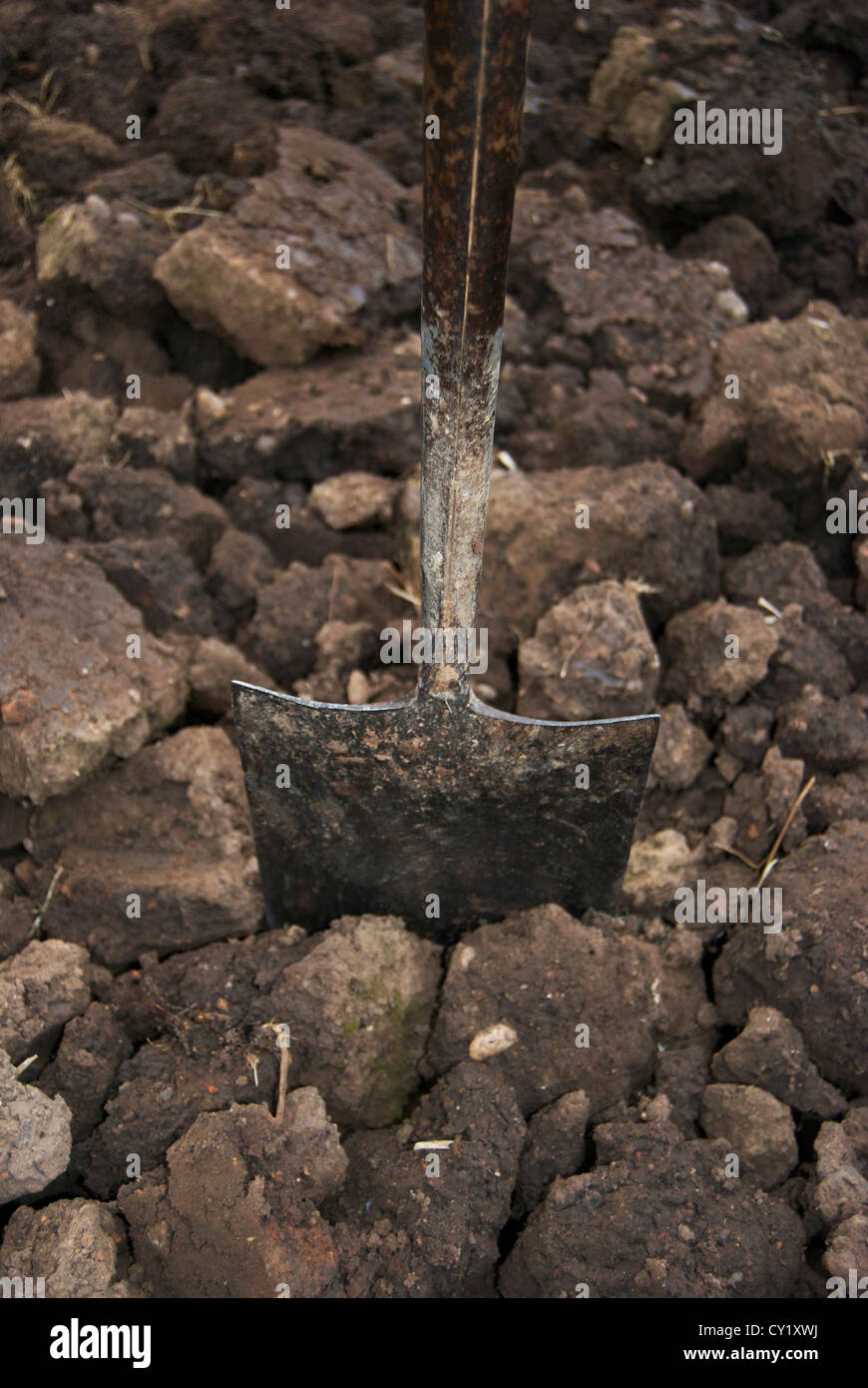 Spade dug into soil on allotment Stock Photo - Alamy