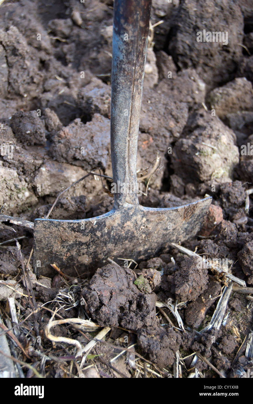 Spade dug into soil on allotment Stock Photo