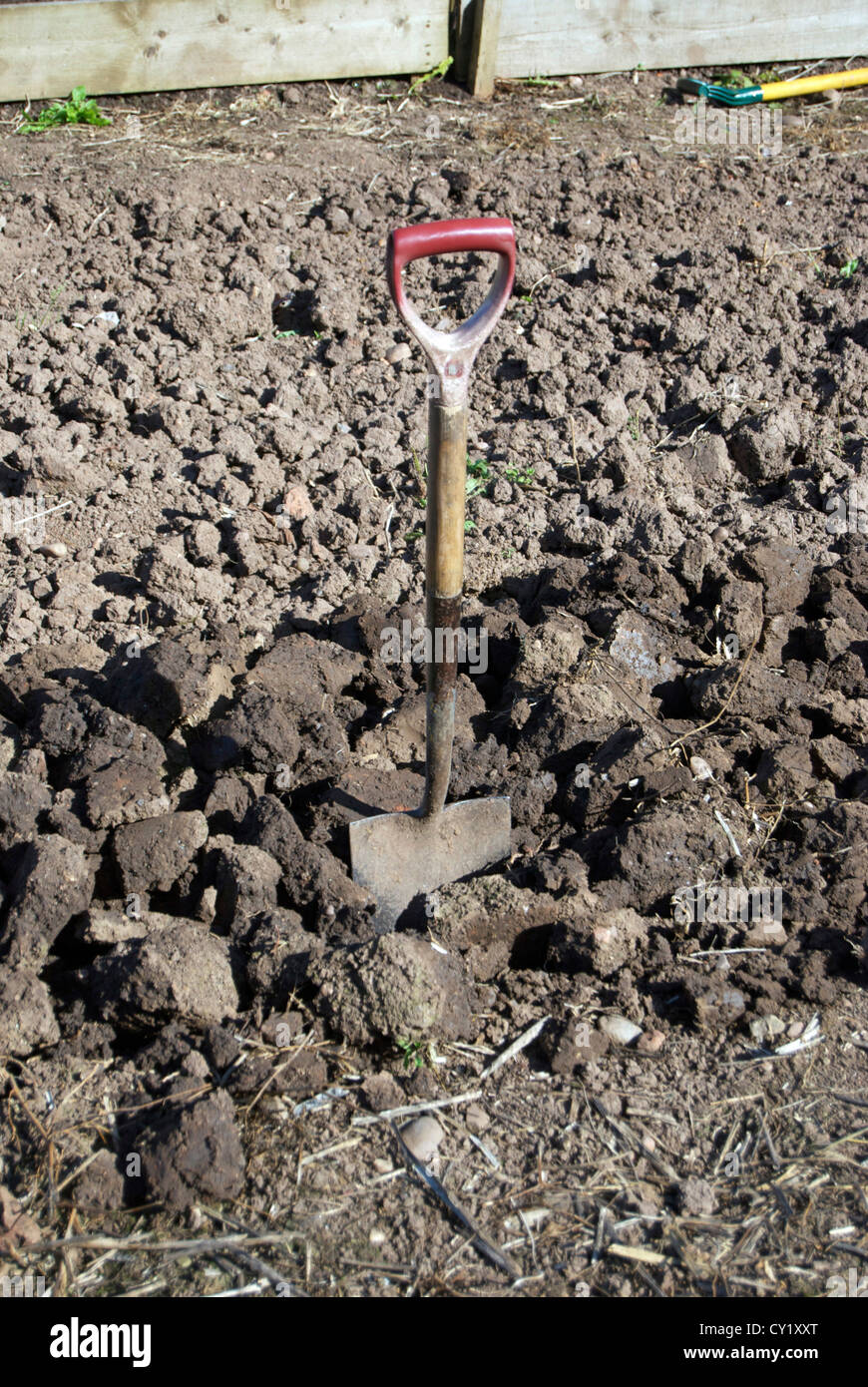 Spade dug into soil in allotment Stock Photo