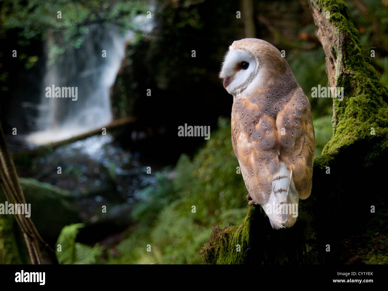 A Barn Owl at rest near a waterfall in the north of England Stock Photo