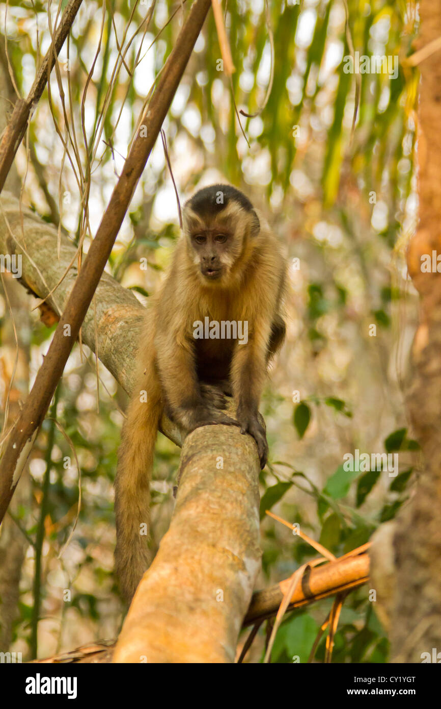 Tufted capuchin (Cebus apella), also known as brown capuchin or black-capped capuchin. Stock Photo