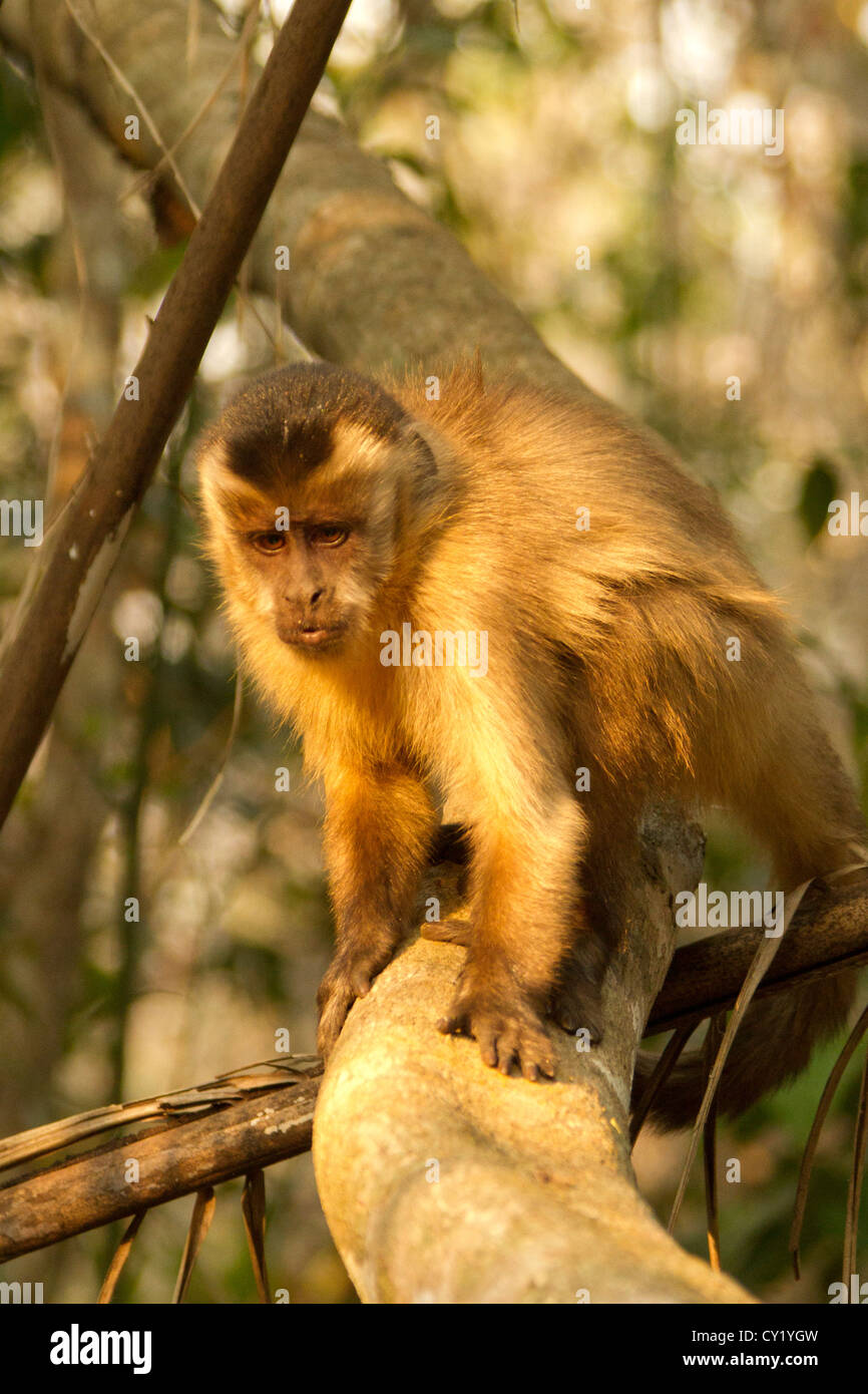 Tufted capuchin (Cebus apella), also known as brown capuchin or black-capped capuchin. Stock Photo