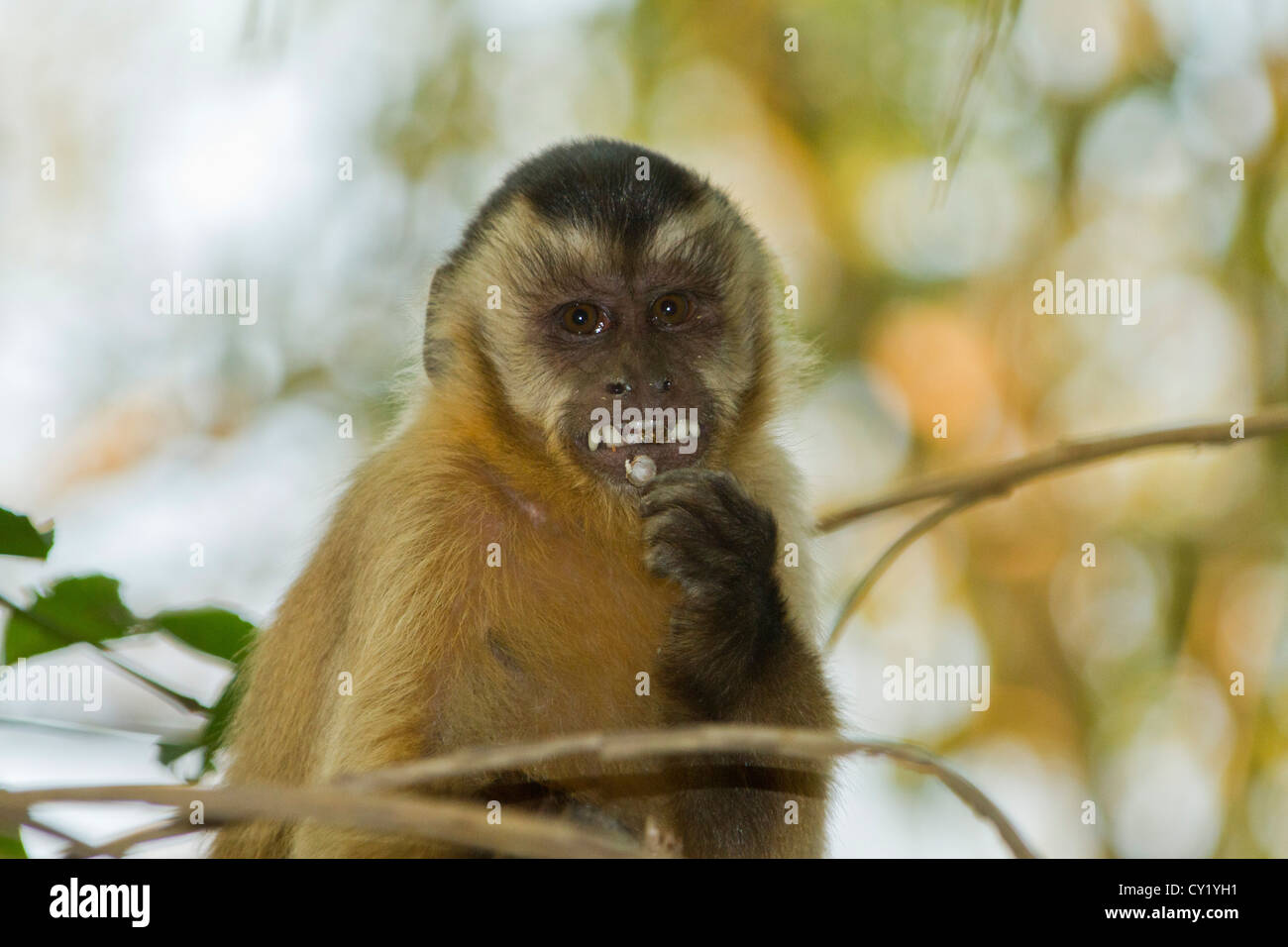 Tufted capuchin (Cebus apella), also known as brown capuchin or black-capped capuchin. Stock Photo