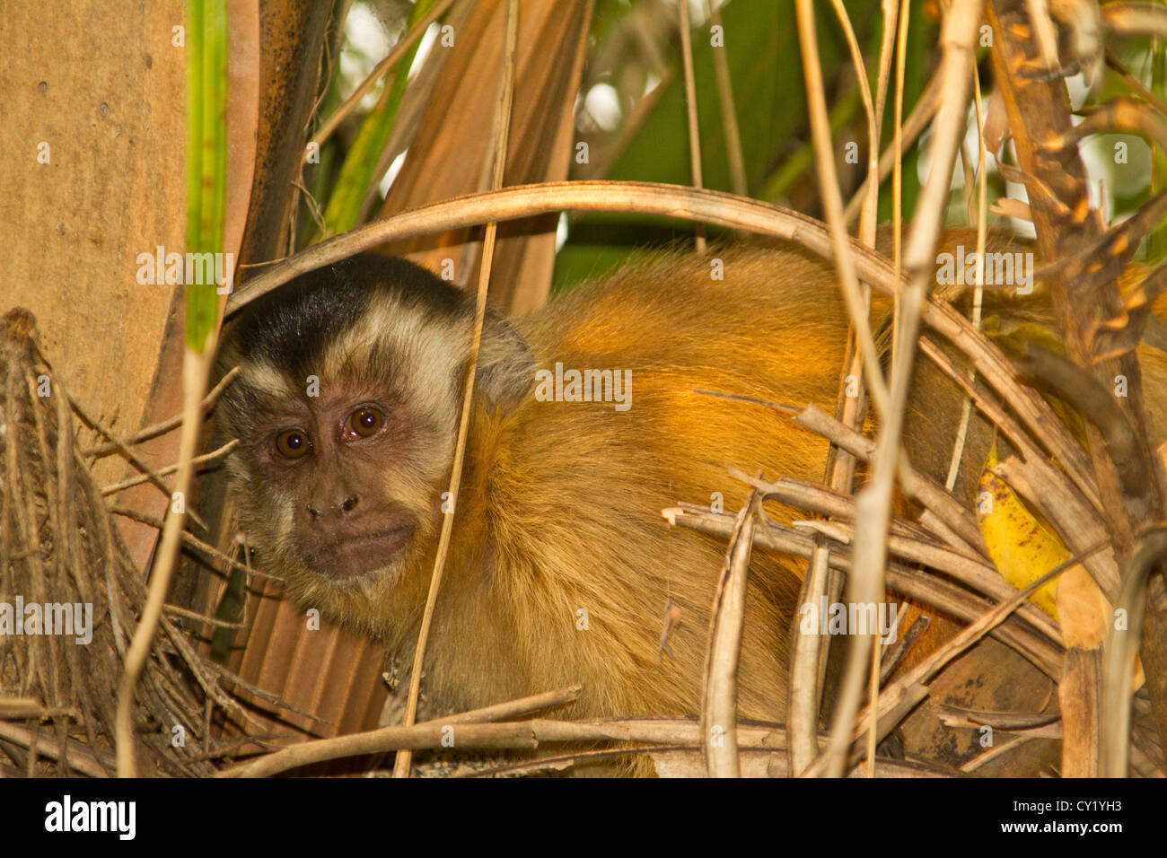 Tufted capuchin (Cebus apella), also known as brown capuchin or black-capped capuchin. Stock Photo