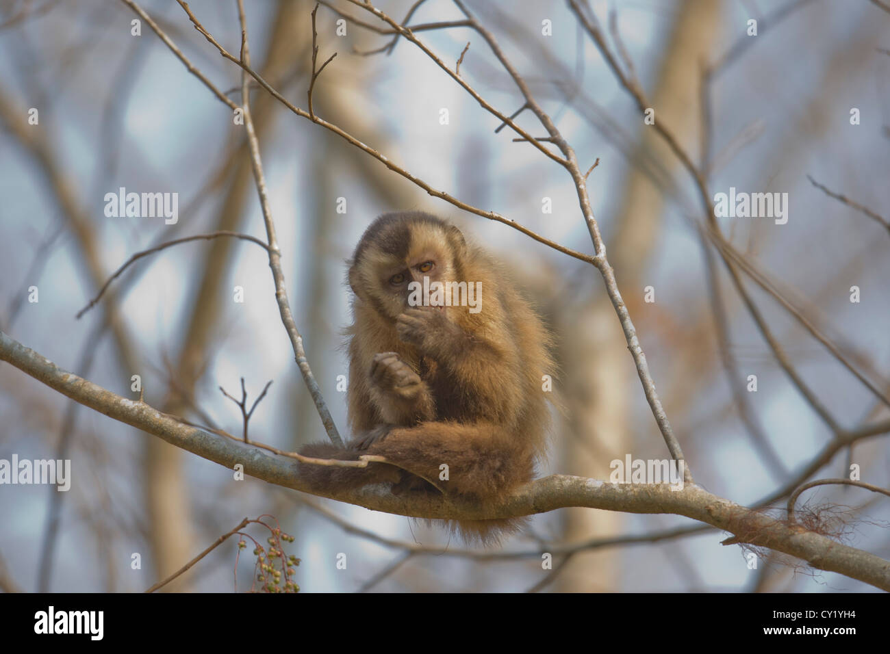 Tufted capuchin (Cebus apella), also known as brown capuchin or black-capped capuchin. Stock Photo