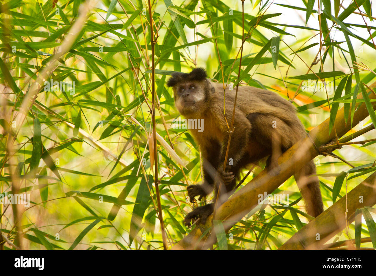 Tufted capuchin (Cebus apella), also known as brown capuchin or black-capped capuchin. Stock Photo