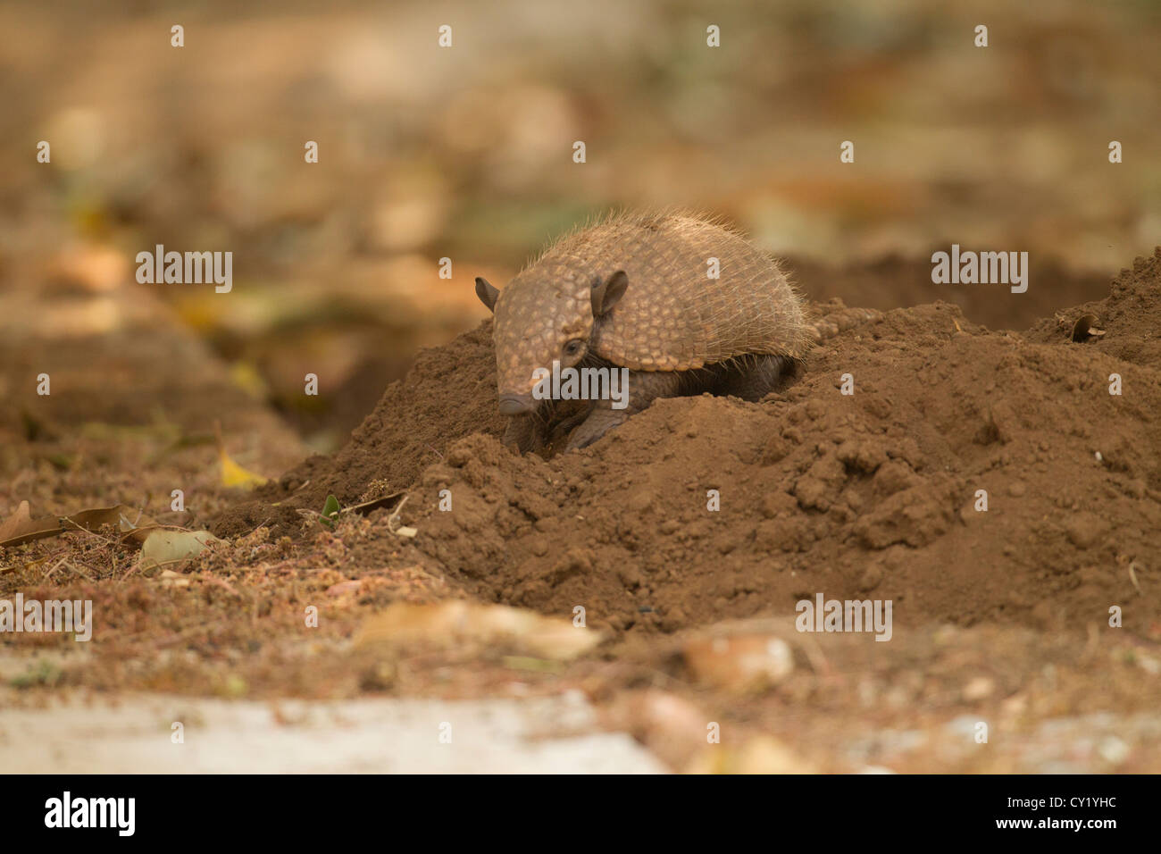 Armadillo burrow hi-res stock photography and images - Alamy