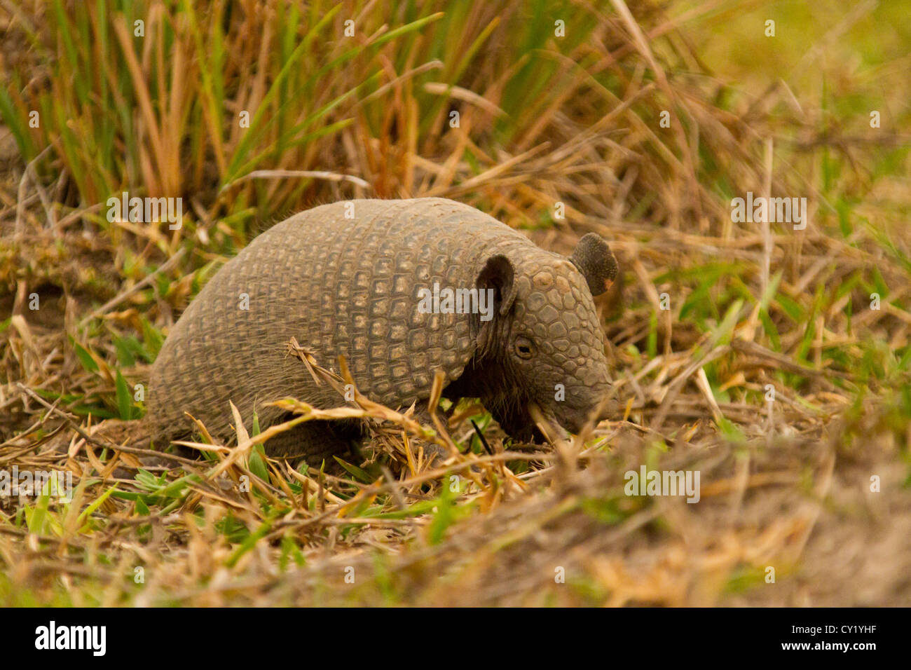 Yellow Armadillo aka sixbanded armadillo (Euphractus sexcinctus Stock
