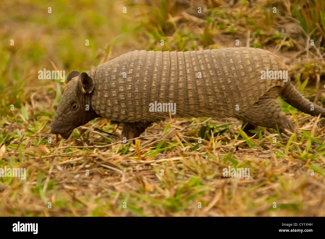 Yellow Armadillo aka sixbanded armadillo (Euphractus sexcinctus Stock