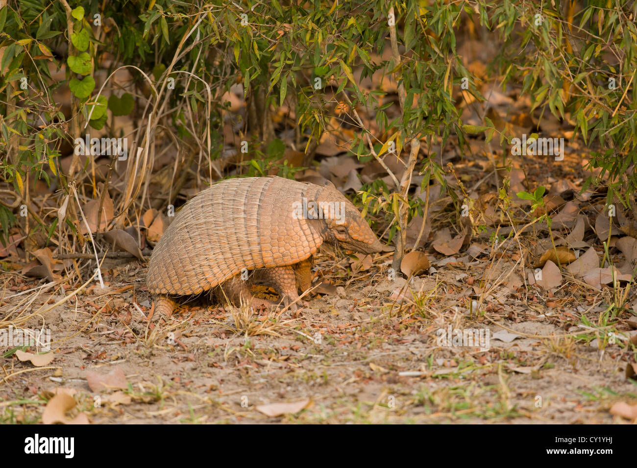 Yellow Armadillo aka sixbanded armadillo (Euphractus sexcinctus Stock