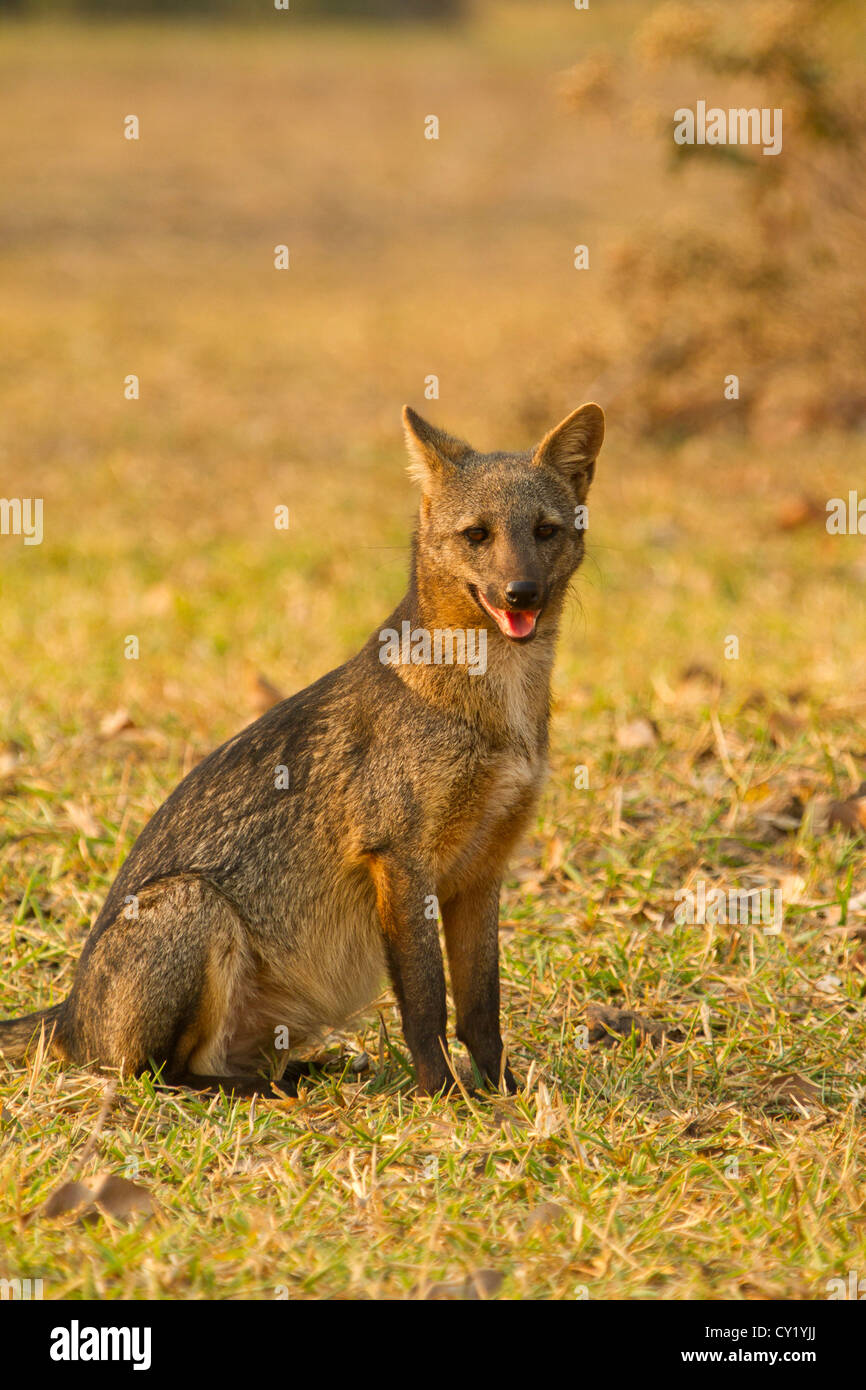Crabeating Fox (Cerdocyon thous Stock Photo Alamy