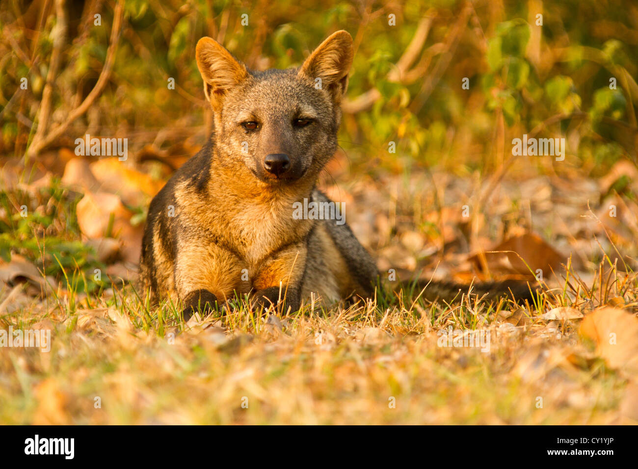Crabeating Fox (Cerdocyon thous Stock Photo Alamy